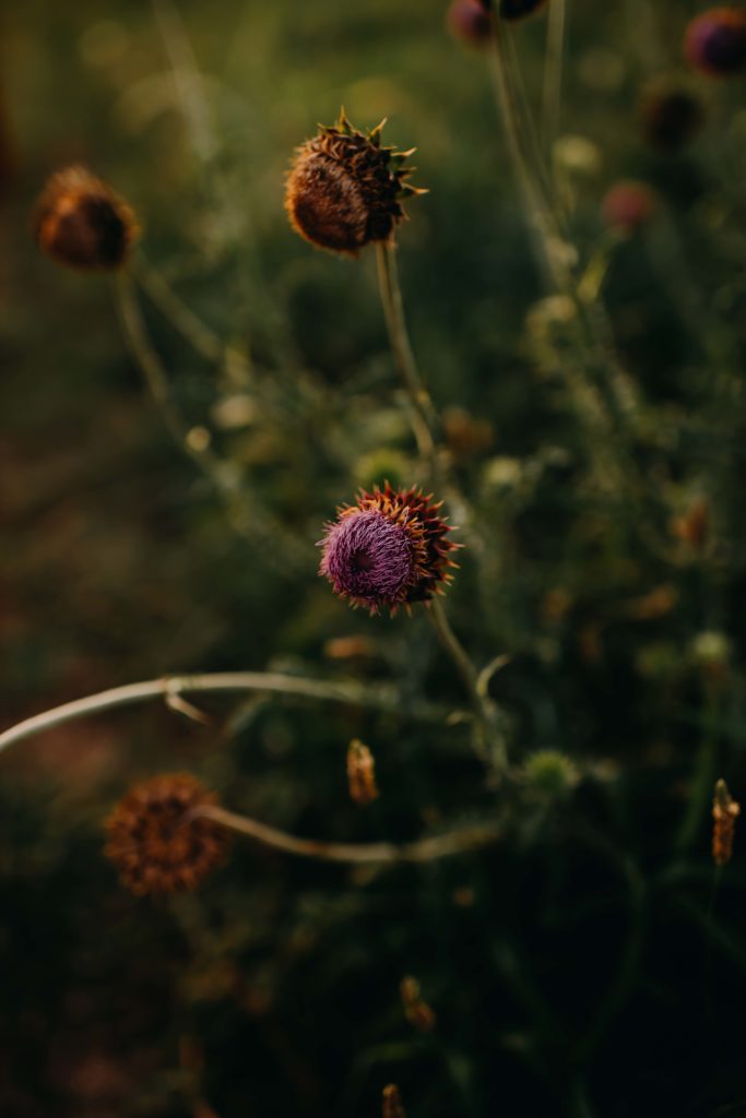 flowers-nash-farms